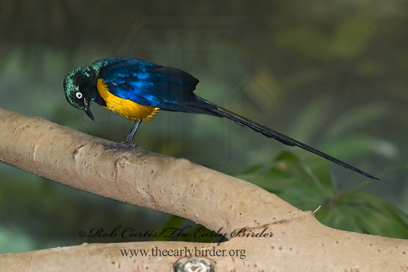 Cosmosarus regius  GOLDEN-BREASTED STARLING 6018483