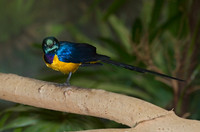 Cosmosarus regius GOLDEN-BREASTED STARLING 6018486