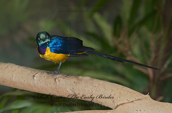 Cosmosarus regius  GOLDEN-BREASTED STARLING 6018486