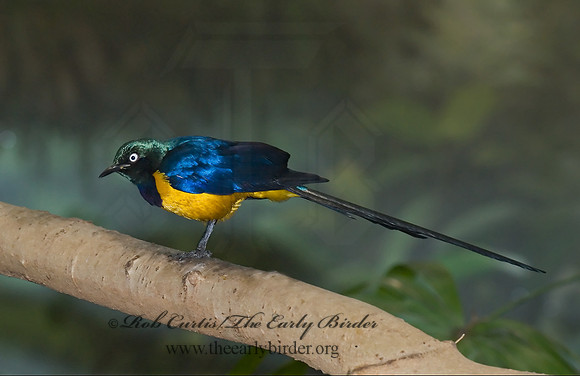Cosmosarus regius  GOLDEN-BREASTED STARLING 6018484