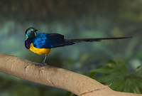 Cosmosarus regius GOLDEN-BREASTED STARLING 6018475