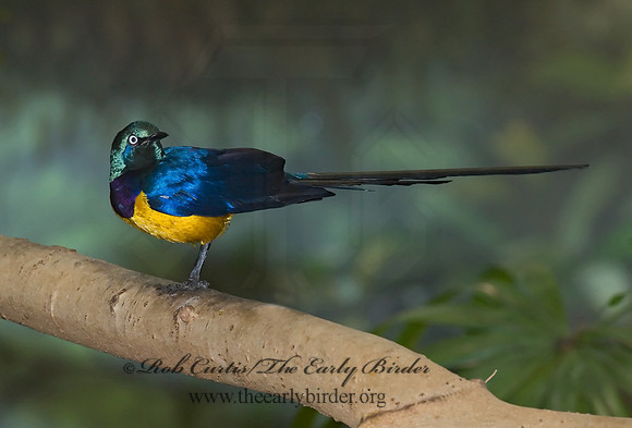Cosmosarus regius  GOLDEN-BREASTED STARLING 6018475