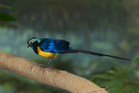 Cosmosarus regius GOLDEN-BREASTED STARLING 6018476