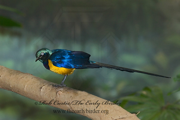 Cosmosarus regius  GOLDEN-BREASTED STARLING 6018476