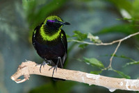 Lamportornis iris EMERALD STARLING 6018497