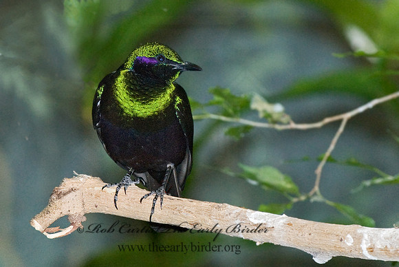 Lamportornis iris  EMERALD STARLING 6018497