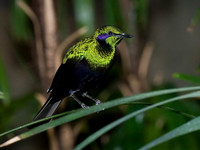 Lamportornis iris EMERALD STARLING 6018496-2