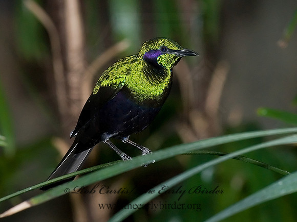 Lamportornis iris  EMERALD STARLING 6018496-2