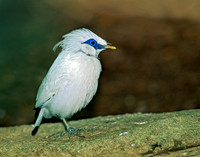 Leucospar rothschildii  BALI STARLING 154314