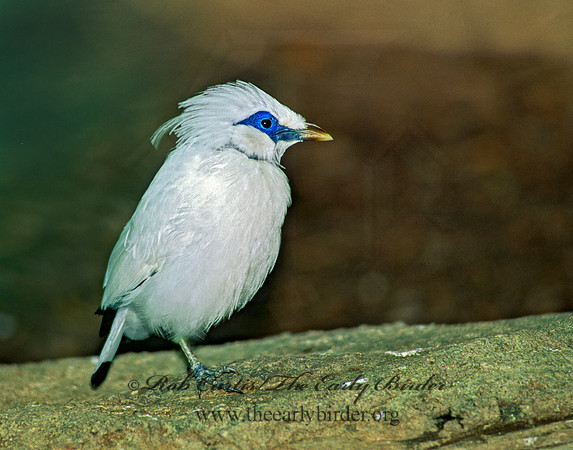 Leucospar rothschildii  BALI STARLING 154314