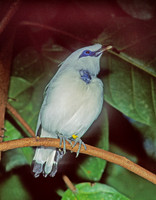 Leucospar rothschildii BALI STARLING 126225