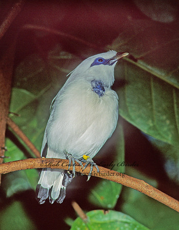 Leucospar rothschildii  BALI STARLING 126225