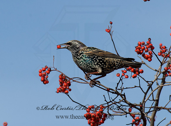 Sturnus vulgaris  EUROPEAN STARLING 6018605