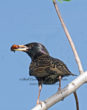 Sturnus vulgaris  EUROPEAN STARLING 6006674