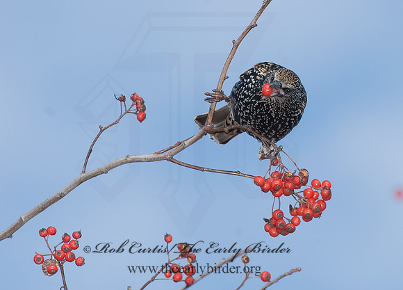Sturnus vulgaris  EUROPEAN STARLING 6018270