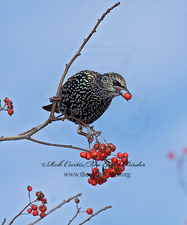 Sturnus vulgaris  EUROPEAN STARLING 6018272