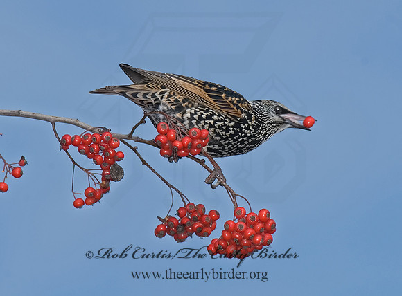 Sturnus vulgaris  EUROPEAN STARLING 6018273