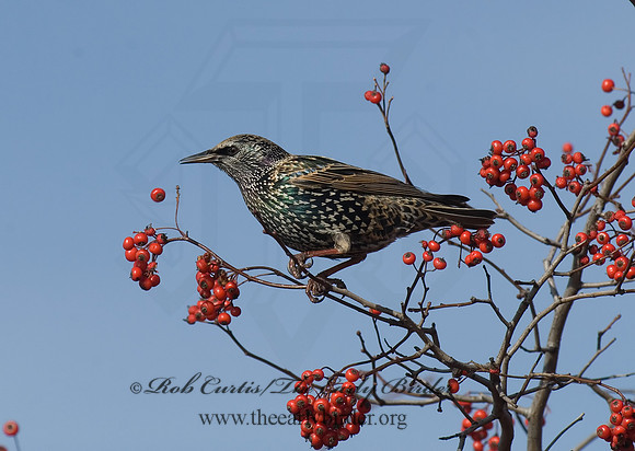 Sturnus vulgaris  EUROPEAN STARLING 6018606