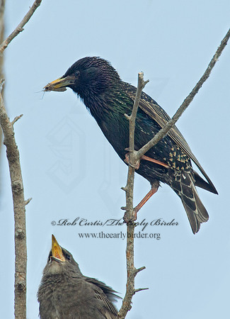 Sturnus vulgaris  EUROPEAN STARLING 9002399