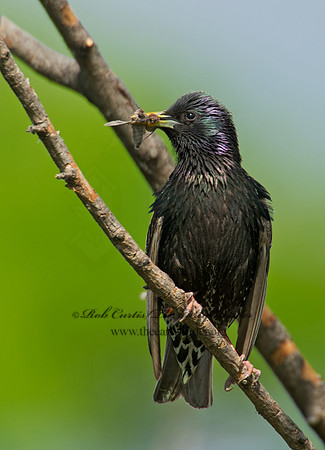 Sturnus vulgaris  EUROPEAN STARLING 9002406