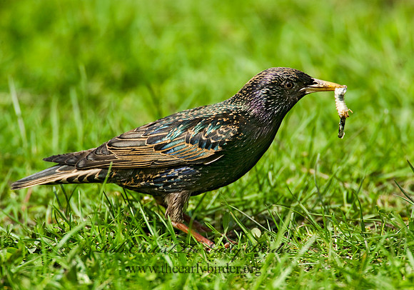 Sturnus vulgaris  EUROPEAN STARLING 8012865