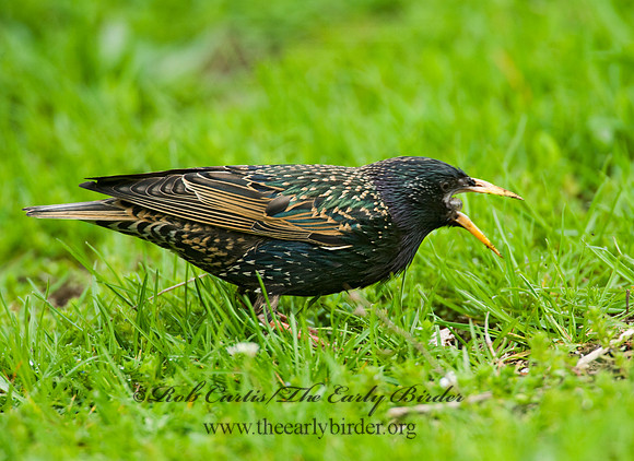 Sturnus vulgaris  EUROPEAN STARLING 8012985