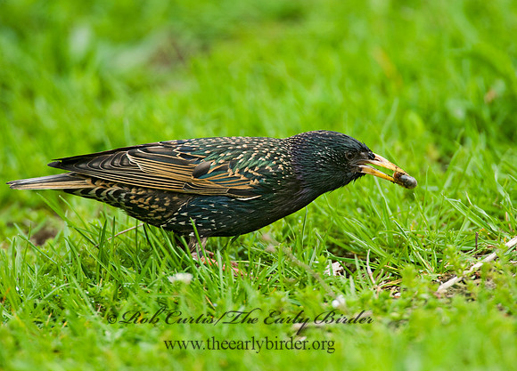 Sturnus vulgaris  EUROPEAN STARLING 8012984