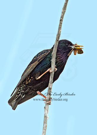 Sturnus vulgaris  EUROPEAN STARLING 9002414
