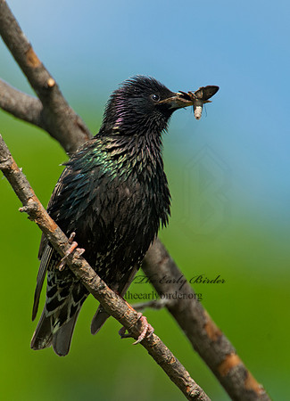 Sturnus vulgaris  EUROPEAN STARLING 9002411