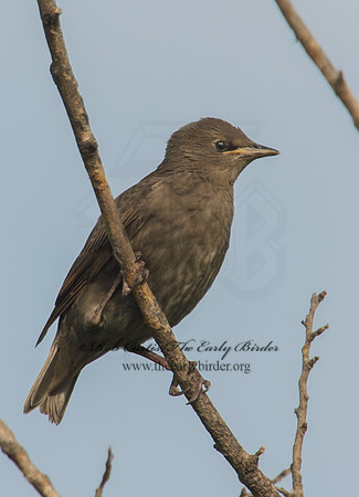 Sturnus vulgaris  EUROPEAN STARLING 9002219