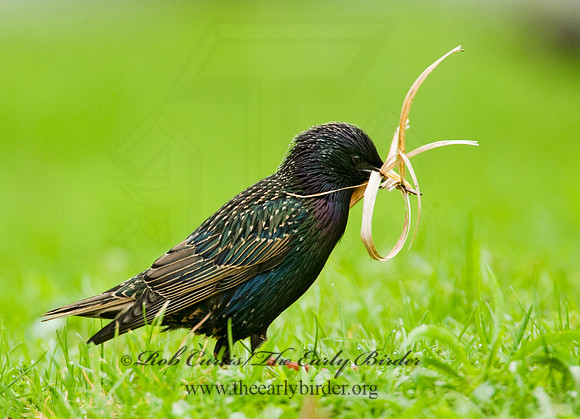 Sturnus vulgaris  EUROPEAN STARLING 8012983