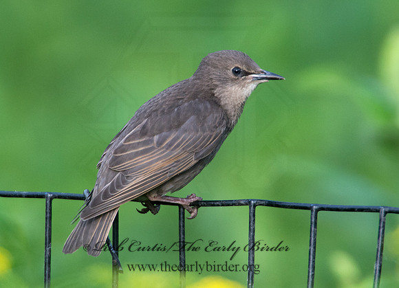 Sturnus vulgaris  EUROPEAN STARLING 9002211
