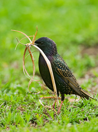 Sturnus vulgaris  EUROPEAN STARLING 8013000
