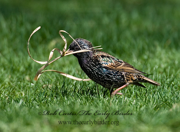 Sturnus vulgaris  EUROPEAN STARLING 6002977