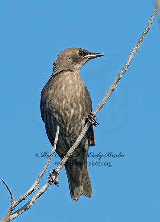 Sturnus vulgaris  EUROPEAN STARLING 9002382