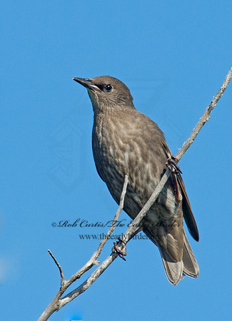 Sturnus vulgaris  EUROPEAN STARLING 9002383
