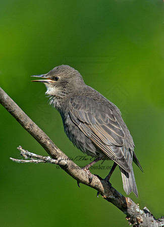 Sturnus vulgaris  EUROPEAN STARLING 9002389