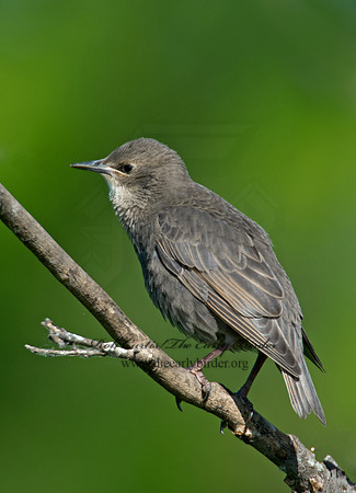 Sturnus vulgaris  EUROPEAN STARLING 9002390