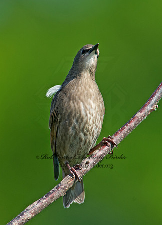 Sturnus vulgaris  EUROPEAN STARLING 9002391