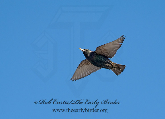Sturnus vulgaris  EUROPEAN STARLING 8001371