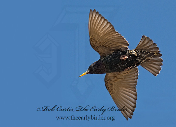 Sturnus vulgaris  EUROPEAN STARLING 6021471