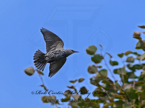 Sturnus vulgaris  EUROPEAN STARLING 1300213