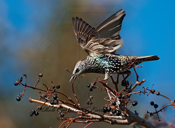 Sturnus vulgaris  EUROPEAN STARLING 3004855