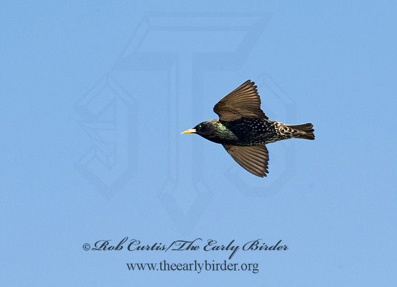 Sturnus vulgaris  EUROPEAN STARLING 8012237