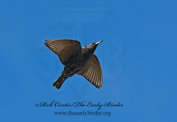 Sturnus vulgaris  EUROPEAN STARLING 6018650