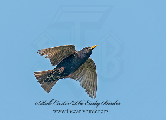 Sturnus vulgaris  EUROPEAN STARLING 8028570