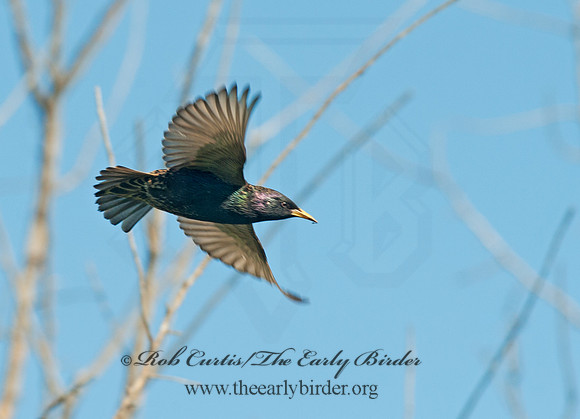 Sturnus vulgaris  EUROPEAN STARLING 8028589