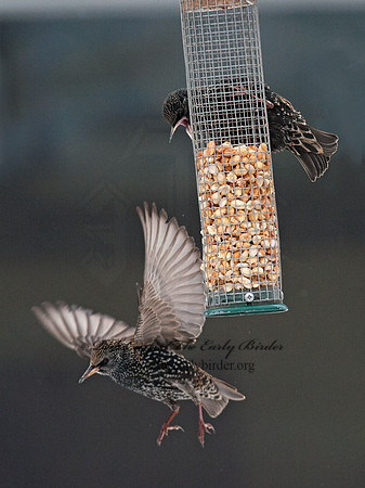 Sturnus vulgaris  EUROPEAN STARLING 8029871