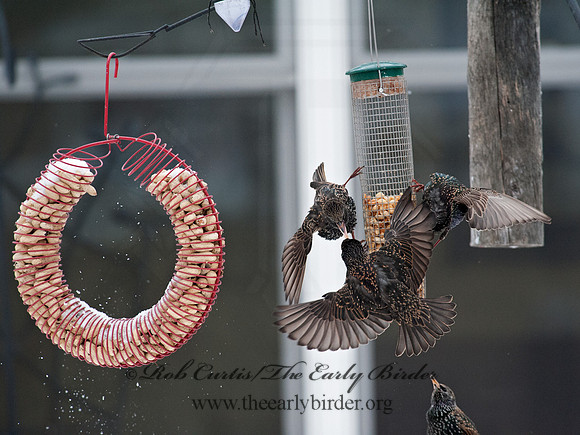 Sturnus vulgaris  EUROPEAN STARLING 8029870