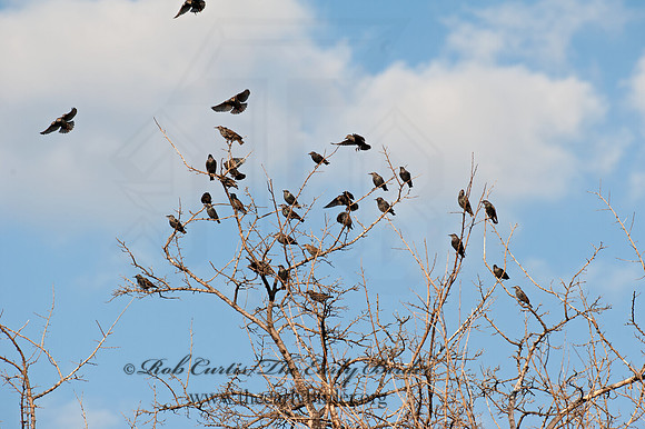 Sturnus vulgaris  EUROPEAN STARLING 8031852